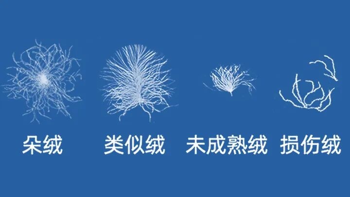 绒子含量检测的是什么？