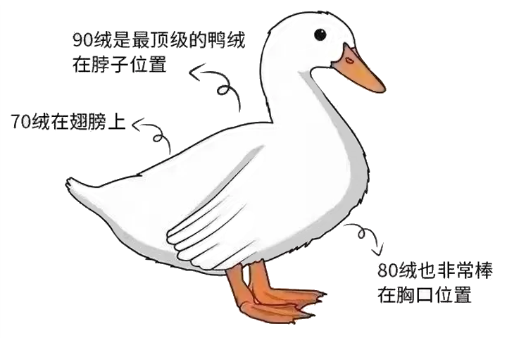 90绒是鸭鹅脖子上的毛？到底水禽各身体部位的羽绒有没有差异？